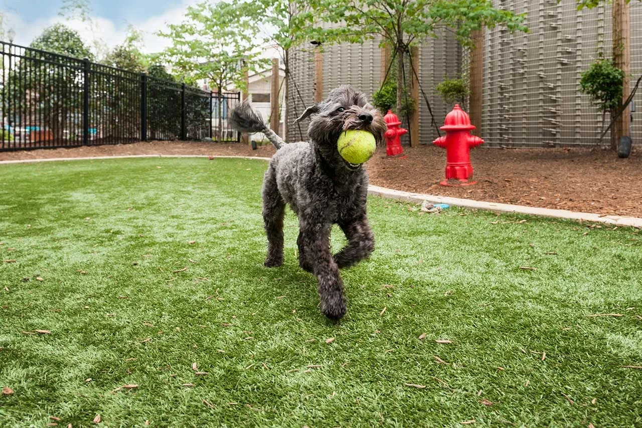 Pet Friendly Artificial Turf Installation in Deer Park, TX